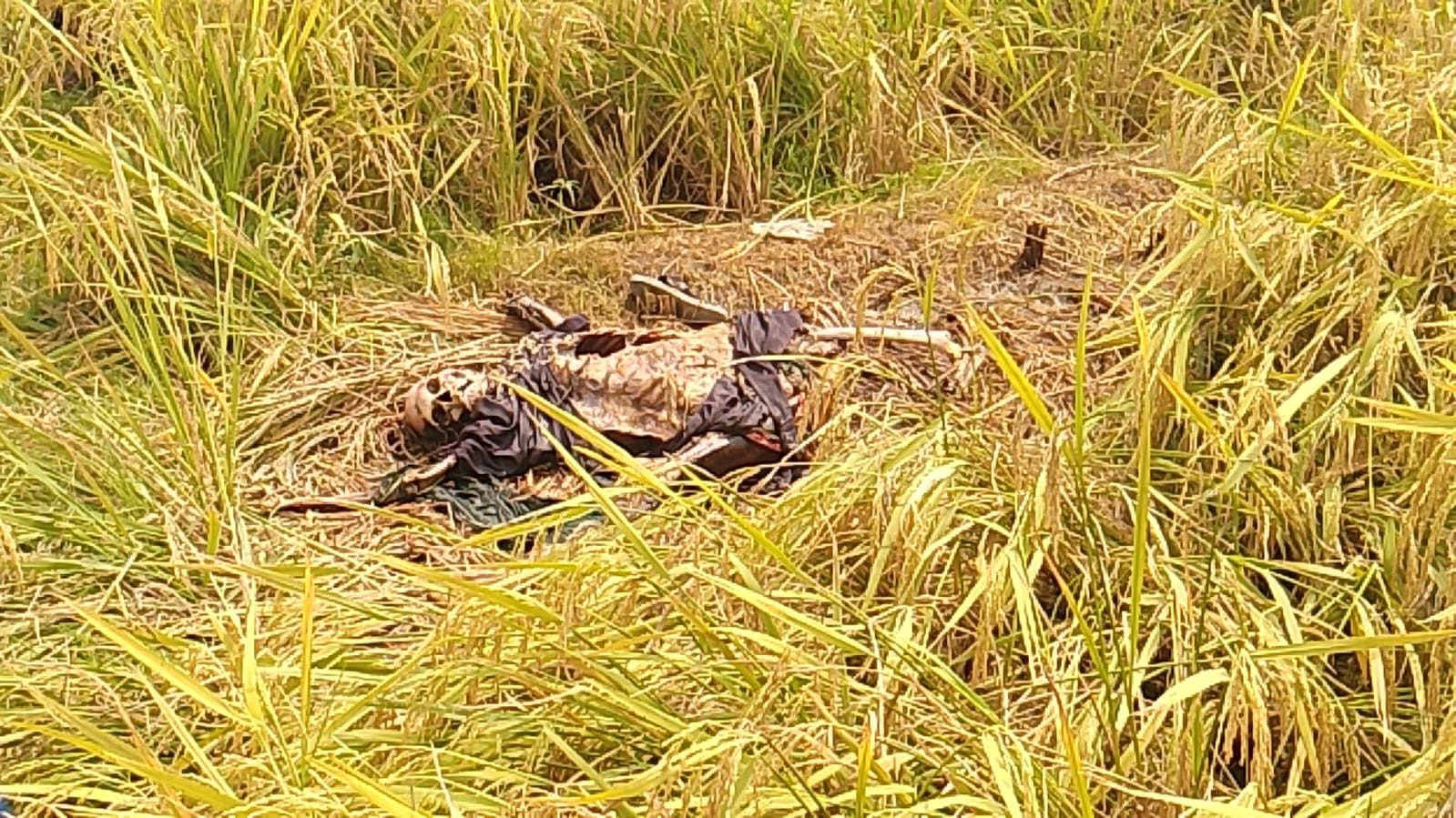 দিনাজপুর বোচাগঞ্জে উপজেলায় জালগাঁও এলাকায় একটি ধান ক্ষেতে অর্ধগলিত নারীর লাশ পাওয়া যায়।