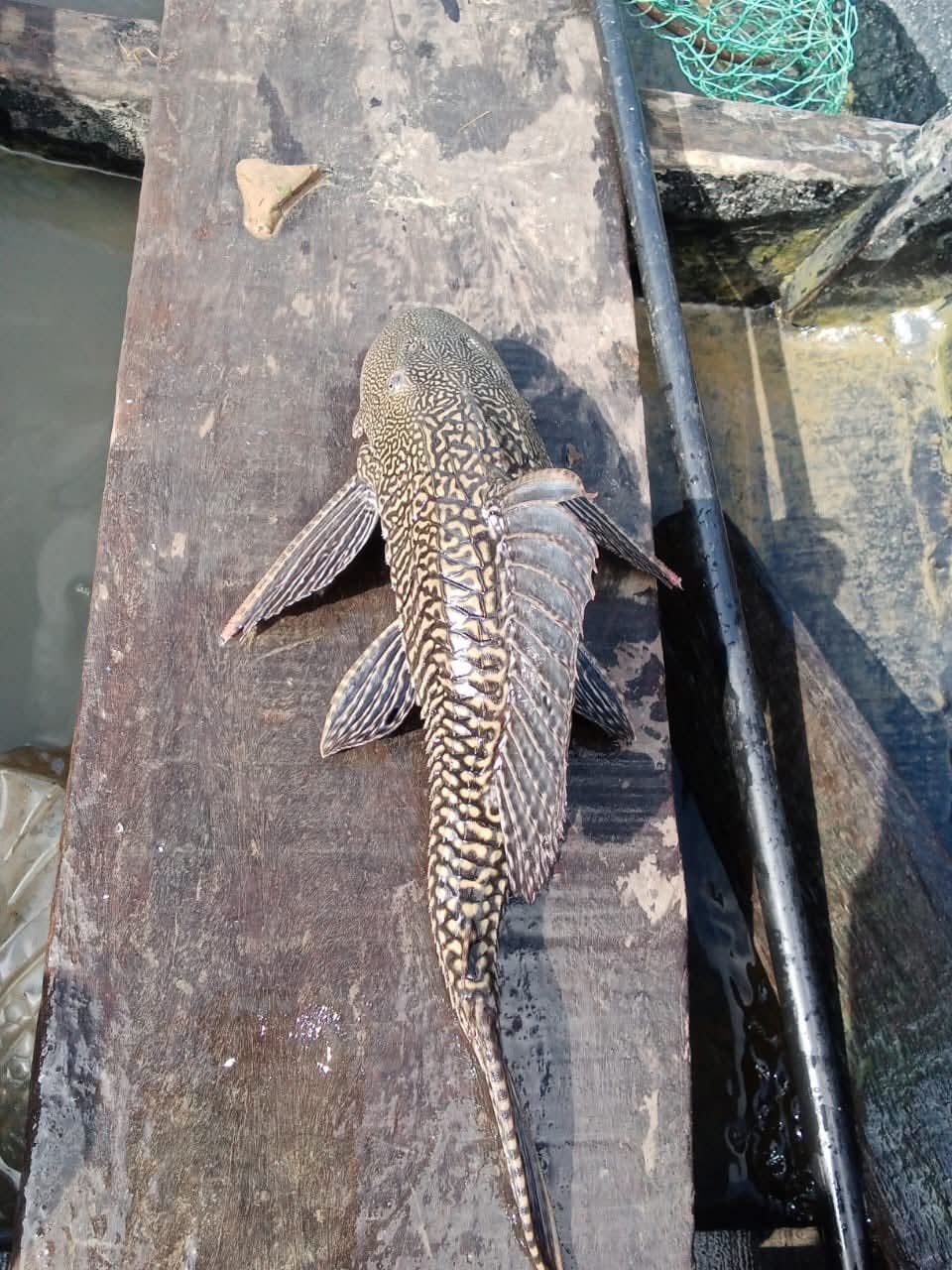 কর্ণফুলী নদীতে জেলেদের জালে ধরা পড়ল ক্ষতিকর সাকার মাউথ ক্যাটফিস