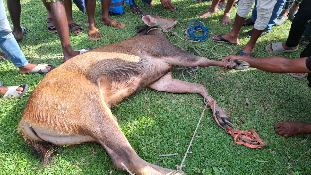 কাপ্তাইয়ে উদ্ধার করা সাম্বার হরিণ চিকিৎসাধীন অবস্থায় মারা গেল