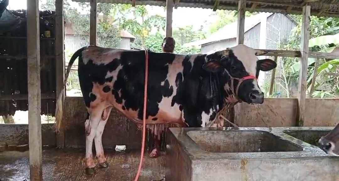 কালিহাতীর পৌজান মুন্দইল গ্রামে প্রাণিসম্পদ ও ডেইরী উন্নয়ন প্রকল্প বদলে দিয়েছে জীবনচিত্র।