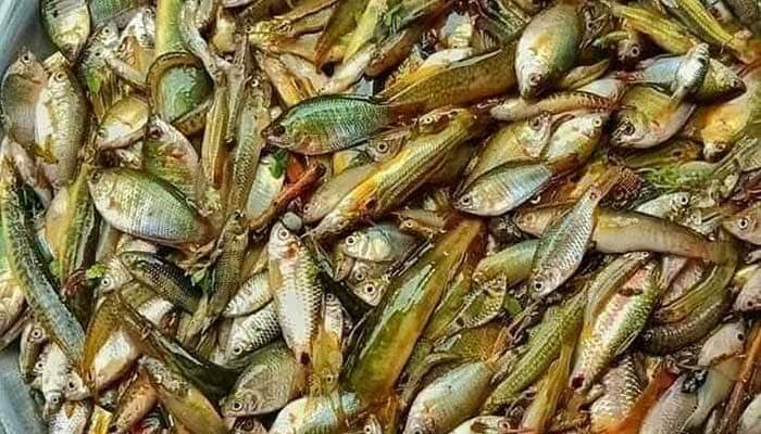 বিলুপ্তির পথে দেশীয় খয়রা পুঁটি কৈ সিং মাগুর মাছ