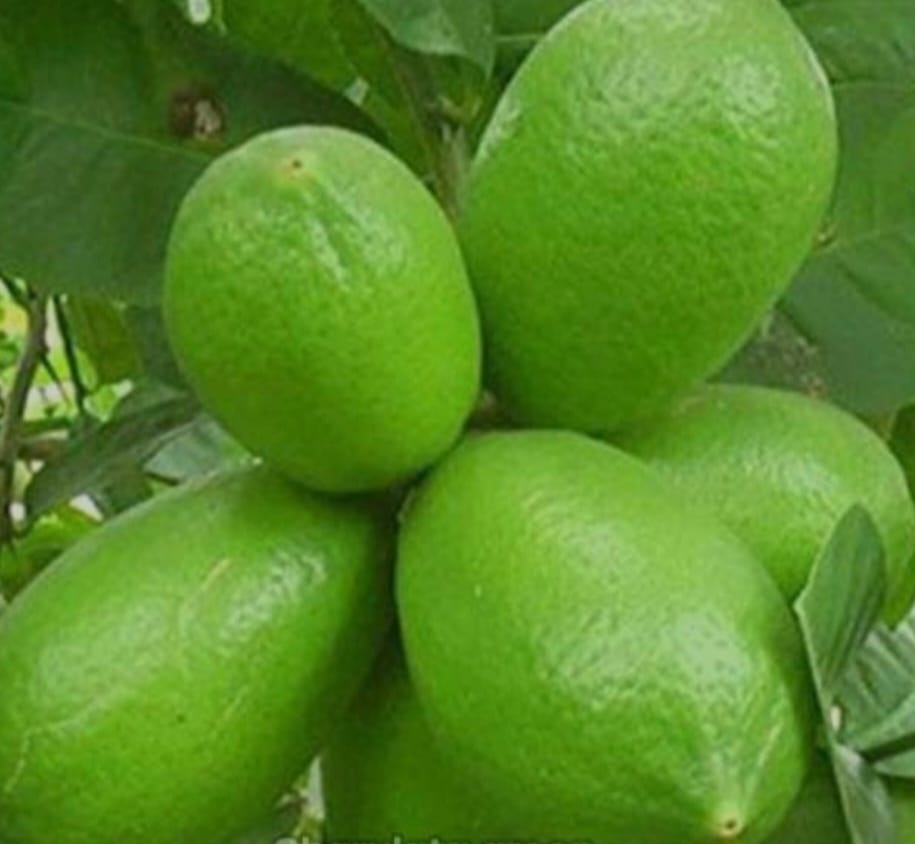 ডুমুরিয়ায় বাণিজ্যিকভাবে লেবু চাষে সম্ভাবনা