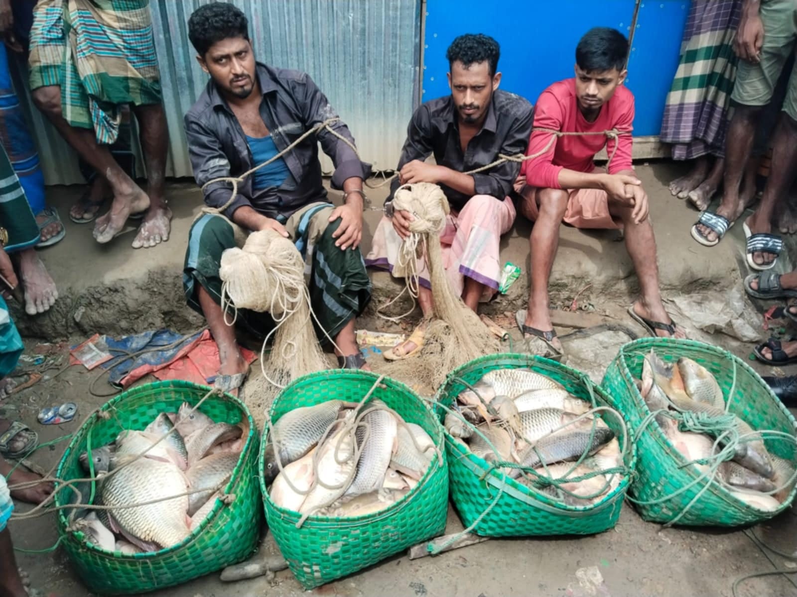 সোনাগাজীতে ২ মন চোরাই মাছ সহ তিন চোর গ্রেফতার