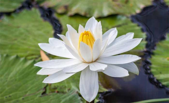 ‘শাপলা’কে গেজেটভূক্ত করে বরাদ্দের দাবী কংগ্রেসের