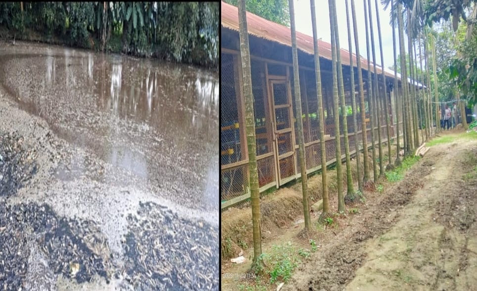 একটি মুরগীর খামার বহু মানুষের মৃত্যুর কারণ হয়ে দাঁড়িয়েছে