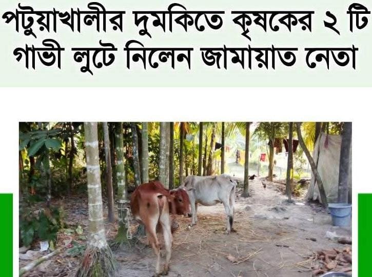 দুমকির মুরাদিয়ায়, কৃষকের ২টি গাভী লুটে নিলেন জামায়াত নেতা