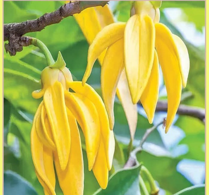 “খালেদা জিয়ার প্রিয় কাঁঠালিচাঁপার গাছ কেটে ফেলার নির্দেশ: দুই প্রধানমন্ত্রীর টানাপোড়েনের অজানা অধ্যায়”