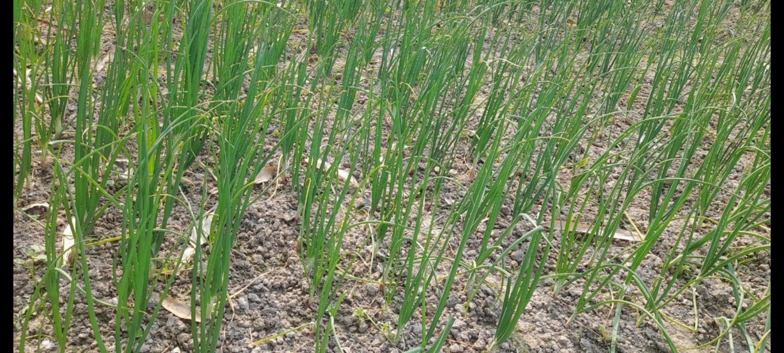 ঠাকুরগাঁওয়ে গ্রীষ্মকালীন পেঁয়াজ চাষে কৃষকদের সাফল্য