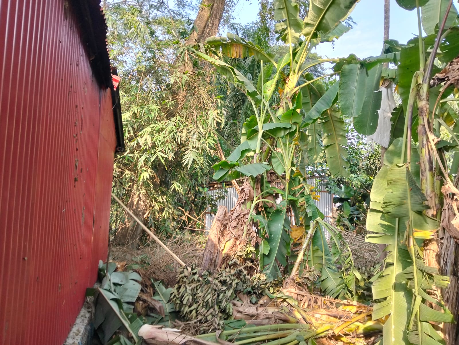 দাউদকান্দির চন্দ্রশেখরদীতে ভূমিদস্যূর কবলে শাহজালাল : পৈত্রিক ভিটে রক্ষায় যুদ্ধ করছেন বৃদ্ধ কৃষক