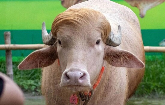 ভাইরাল অ্যালবিনো মহিষ ‘ডোনাল্ড ট্রাম্প’ কোরবানি হচ্ছে না, স্বরাষ্ট্রমন্ত্রীর হস্তক্ষেপে ফিরল খামারে