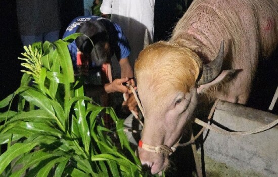 বিরল অ্যালবিনো মহিষ ‘ডোনাল্ড ট্রাম্প’ এখন মিরপুর চিড়িয়াখানায়