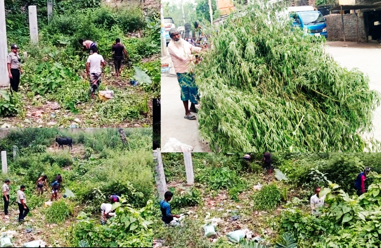 ডিএনসির অভিযানে ৫,২৬০টি ভাং গাছ উদ্ধার, অজ্ঞাতনামায় মামলা দায়ের