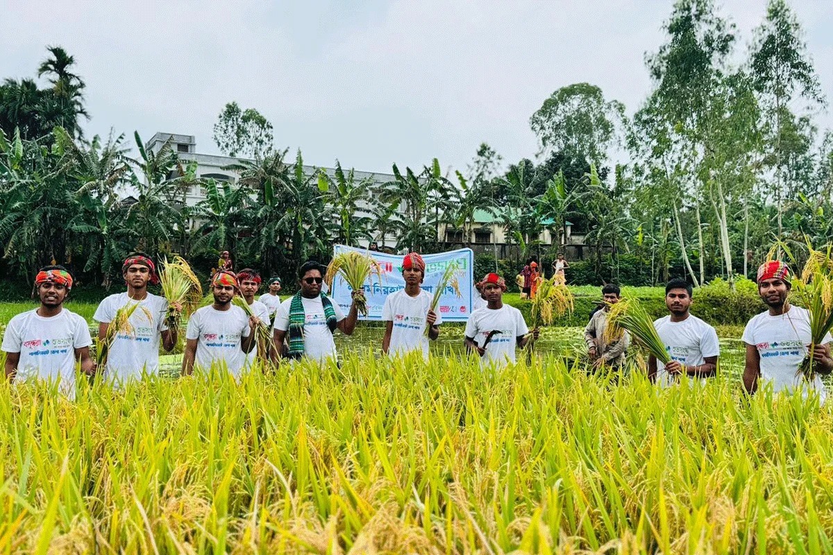 ডুবে যাওয়ার আগে কৃষকের ধান কেটে দিল বসুন্ধরা শুভসংঘ