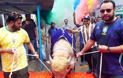 ভাইরাল মহিষ ‘ডোনাল্ড ট্রাম্প’-কে লাল গালিচায় রাজকীয় বিদায়